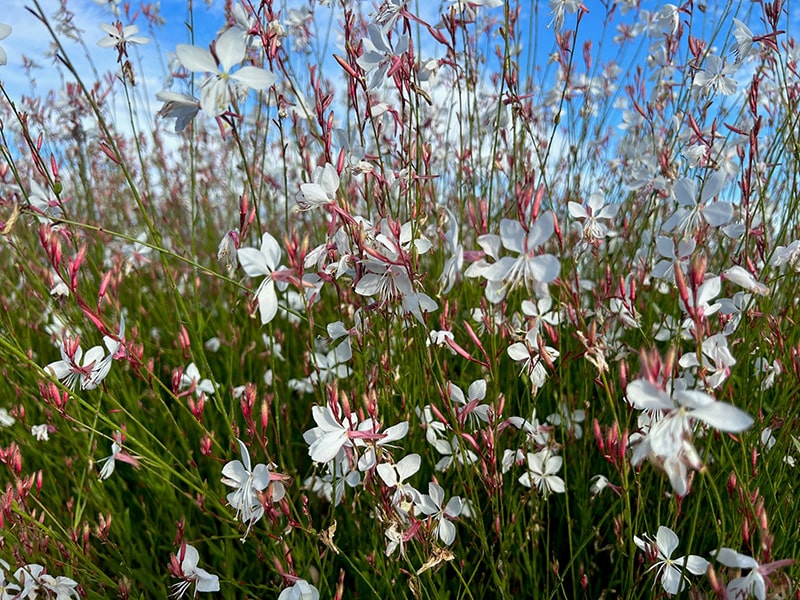 Gaura blanc