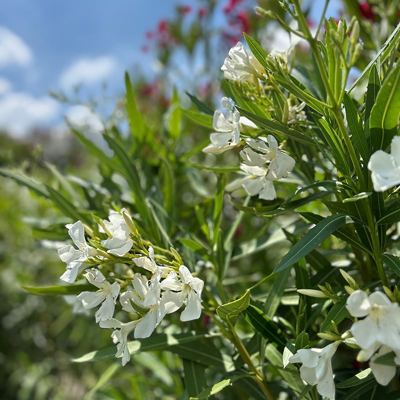 Nerium blanc